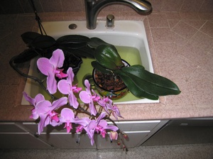 Phalaenopsis orchidėjų laistymo ypatybės