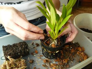 Raccomandazioni del fiorista per una corretta alimentazione della Phalaenopsis