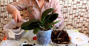 Ang mga nuances ng Phalaenopsis transplant sa bahay