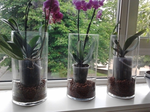 Phalaenopsis orchidėjos priežiūros ypatumai po transplantacijos