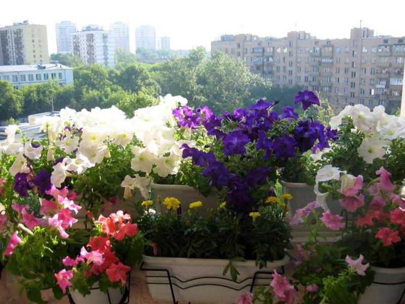 Cvijeće i grmlje za balkone