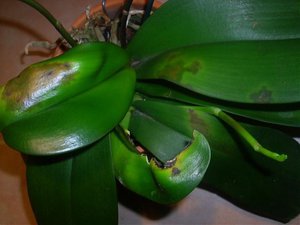 Orchidea Phalaenopsis - le foglie ingialliscono