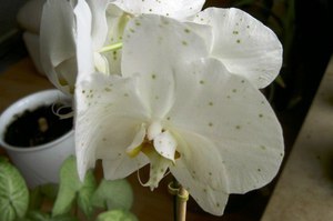 Phalaenopsis collo rot