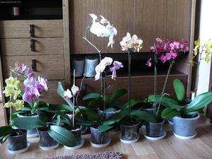 Как да отглеждаме орхидея