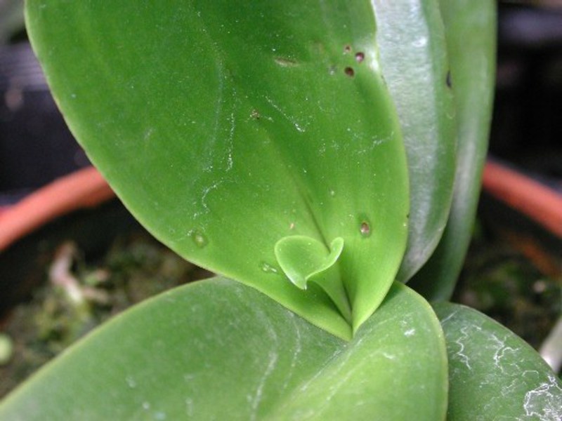 Phalaenopsis collo rot