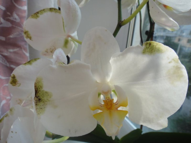 Coltivare un'orchidea