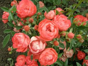 Красив храст от полиантова роза.