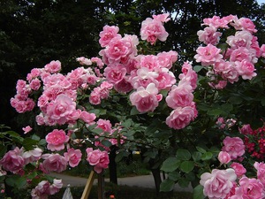 Красиви рози и упойващият им аромат
