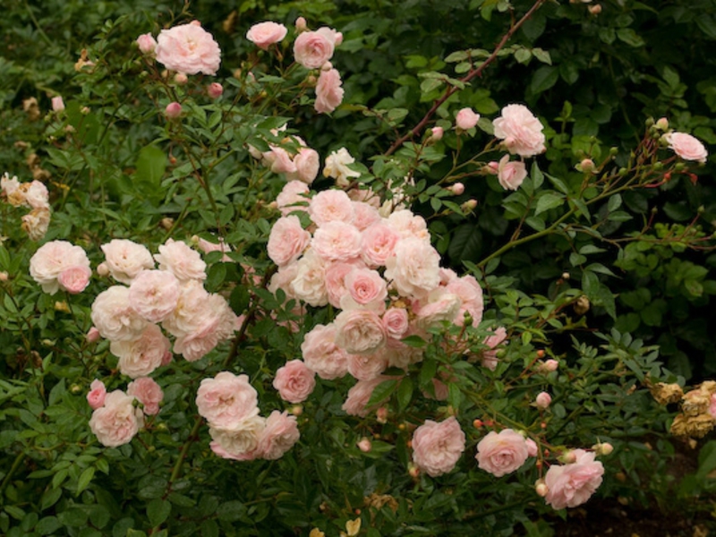 Как да засадите полиантова роза