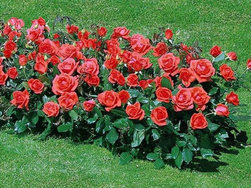 Красива разновидност на полиантовата роза