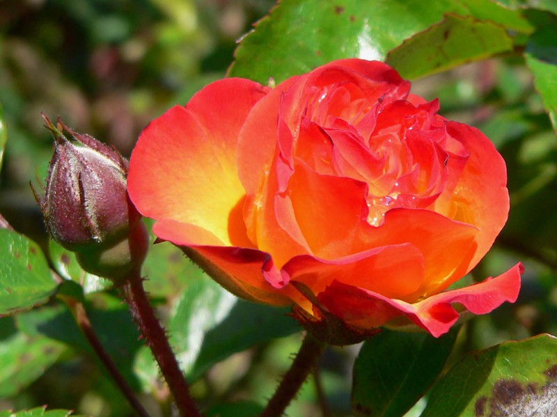 Как да отглеждаме полиантова роза