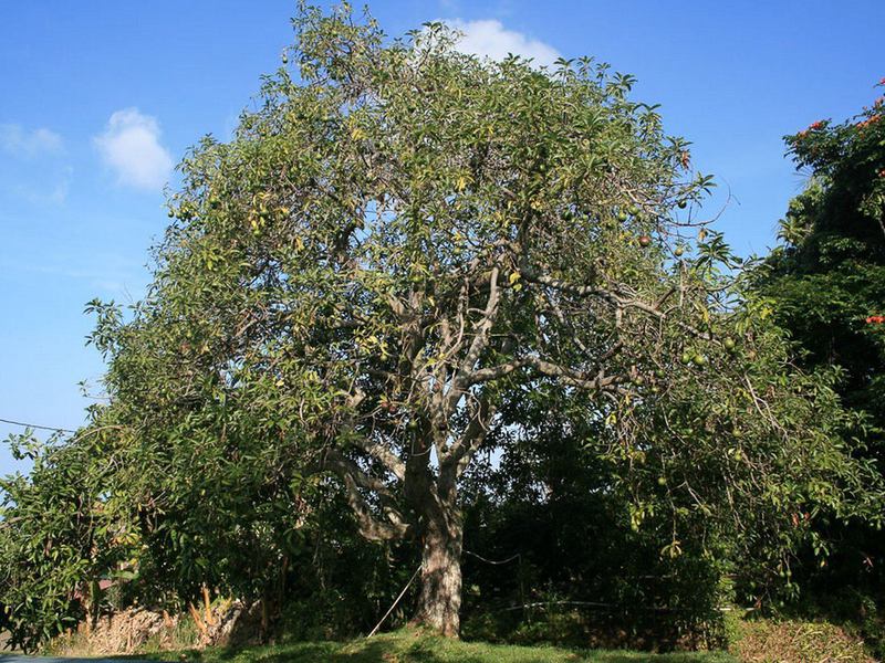 Caratteristiche della crescita dell'albero di avocado