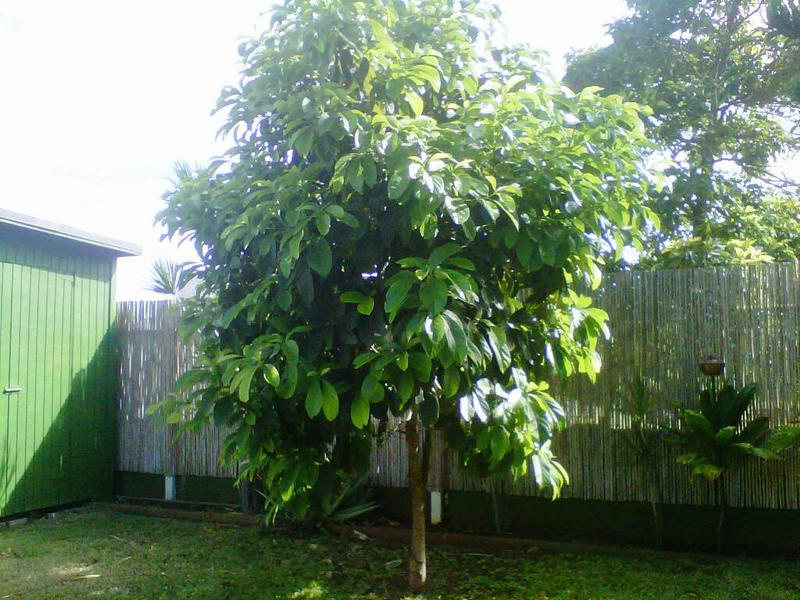 Consigli di esperti su come far crescere un albero di avocado sul tuo sito