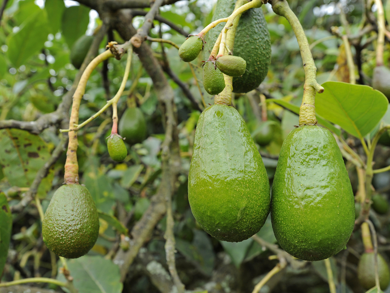 Descrizione del frutto di avocado
