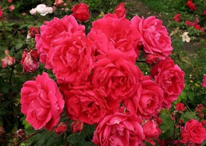 Паркови рози - какъв вид и разнообразие са те?