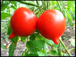 Vidutinės zonos ir Rusijos Federacijos pietų pomidorai: veislės, nuotraukos ir aprašymas