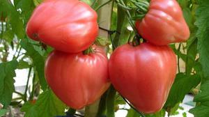 Как се отглежда домат