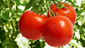 Nove sorte rajčice
