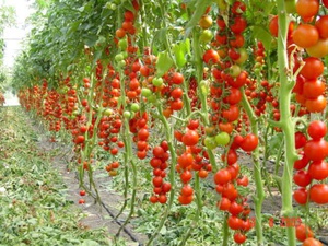Derlingos pomidorų veislės