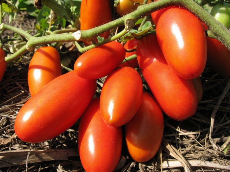 Sorta rajčice i rajčice