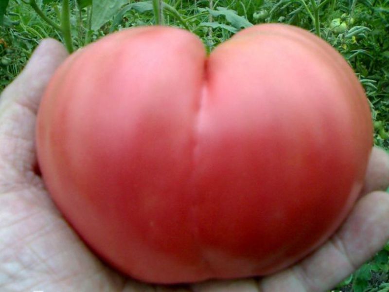Rajčica je tajna uspješnog uzgoja, sadnje i njege.