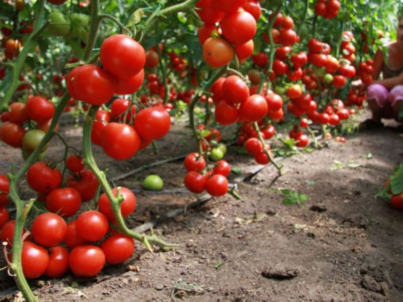 Patys pomidorai