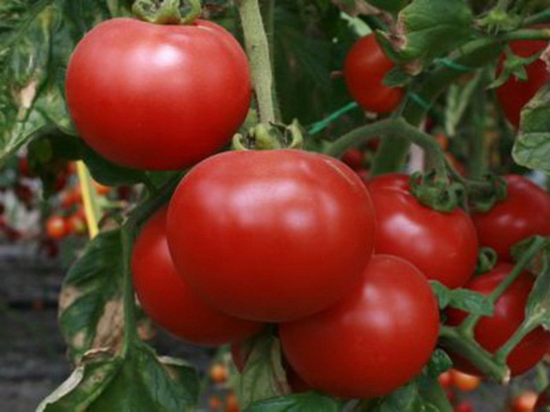 Kaip pasirinkti įvairius pomidorus