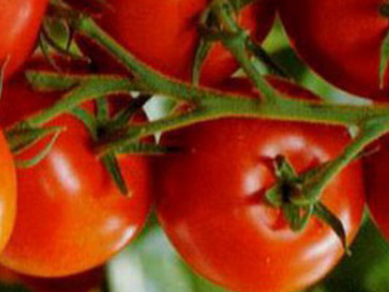 Pomidorai yra sėkmingo auginimo, sodinimo ir priežiūros paslaptys.