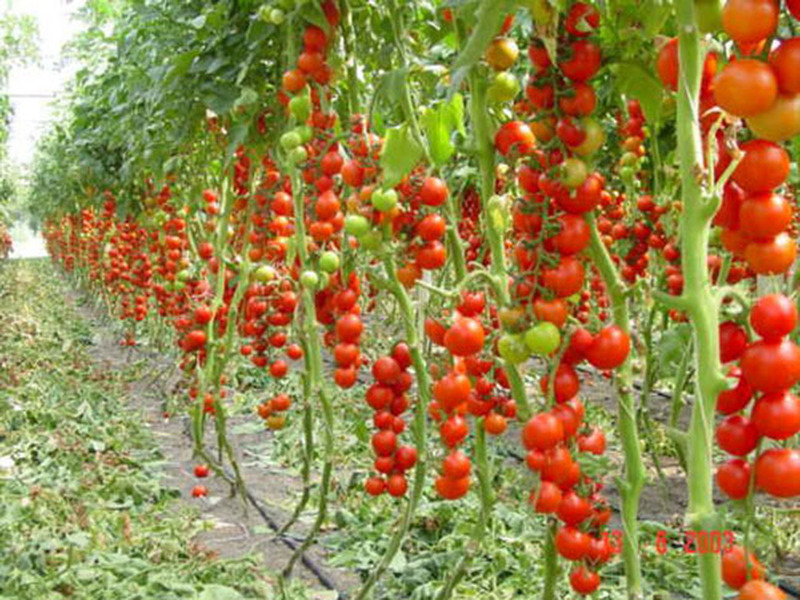 Pravila za uzgoj rajčice