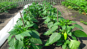 Come piantare i peperoni
