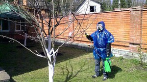 Trattamento di alberi da parassiti e malattie in primavera