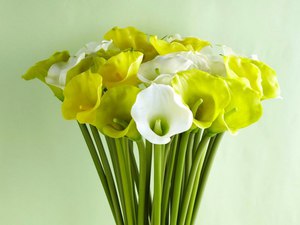 Opis popularnih vjerovanja o cvjetovima kala