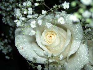Kako pravilno dati bijele ruže