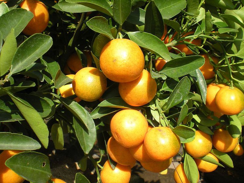 Kumquat Marumi veislės charakteristikos