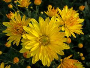 Ang kahulugan ng mga dilaw na chrysanthemum, kung ano ang ibinibigay para sa