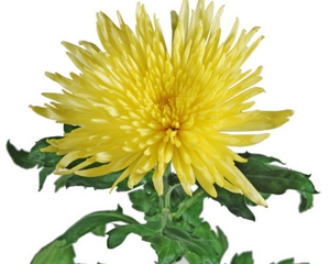 Dilaw na chrysanthemums at ang kahulugan nito