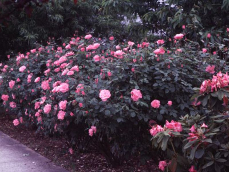 Как да се грижим за разтегнатите розови храсти
