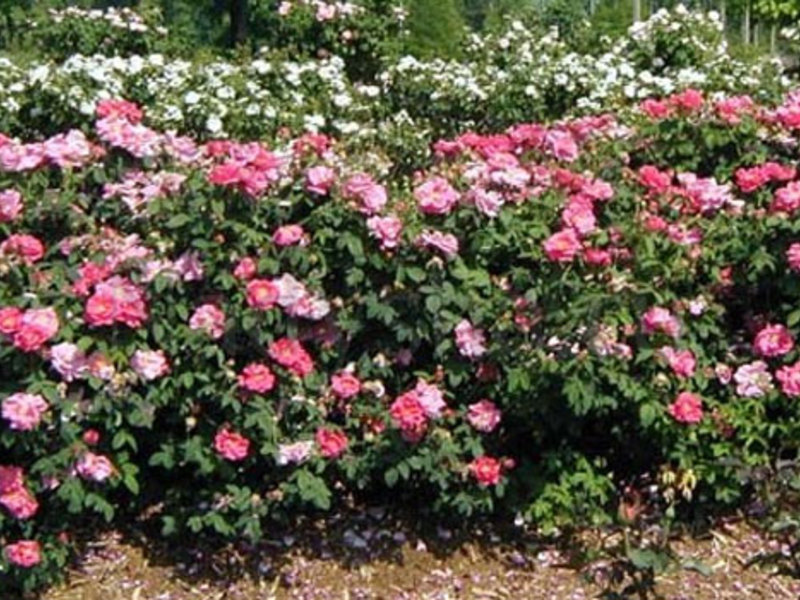 Как да засадите разтегнати розови храсти