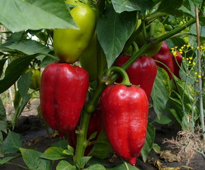 Sadnice za slatku papriku