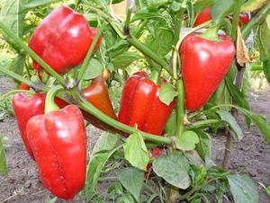 Ibridi e varietà di peperoni dolci.