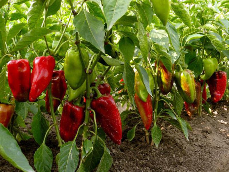 Kako uzgajati papriku