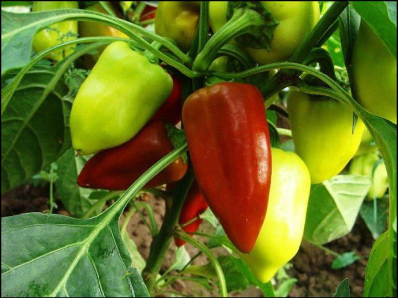 Kako raste slatka paprika