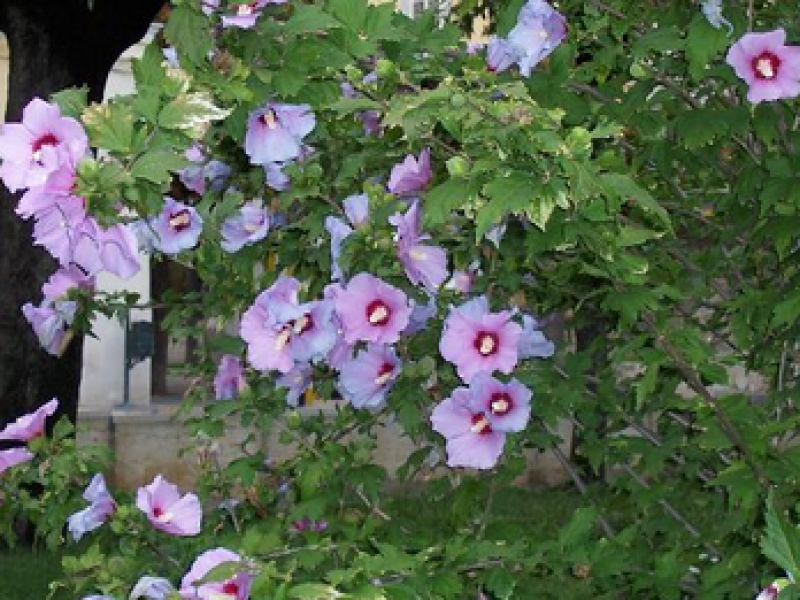 Paano mag-aalaga ng hibiscus