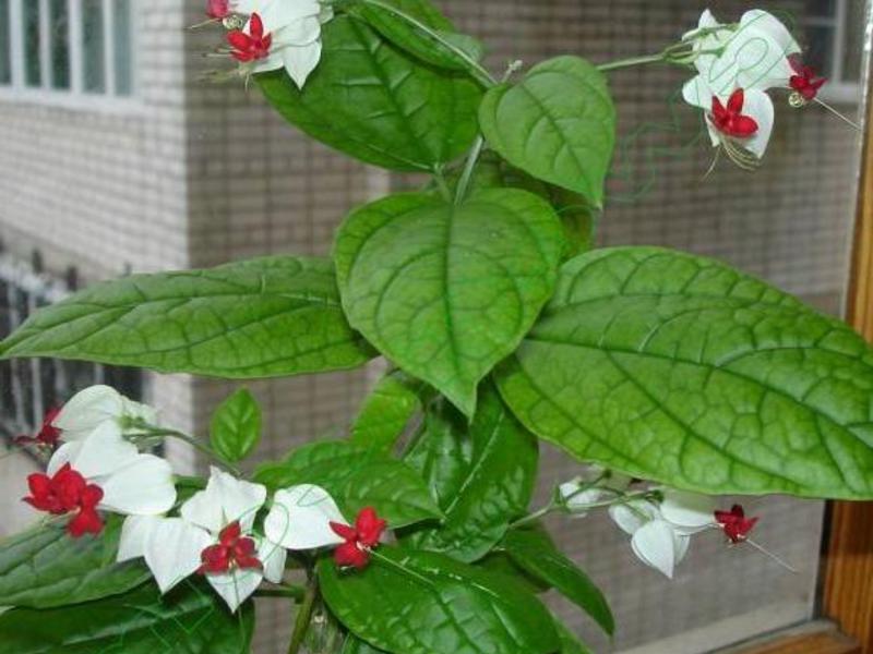 Clerodendrum fiori interni