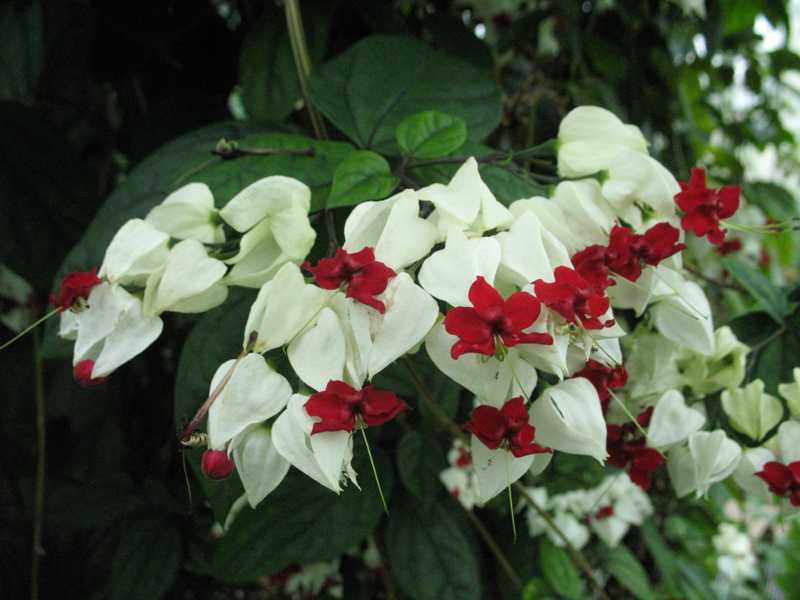 Clerodendrum fiore domestico