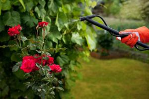 Особености на обработката на розите през пролетта от вредители и болести