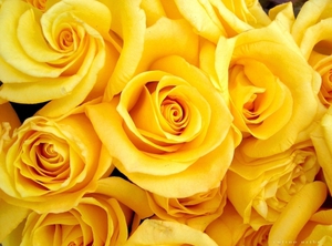 Какво означава жълто в цветята?