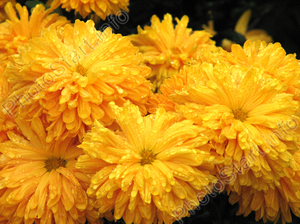 Narančasto-žuti cvjetovi vrlo su lijepi