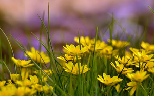 Žuto divlje cvijeće - svijetlo i atraktivno