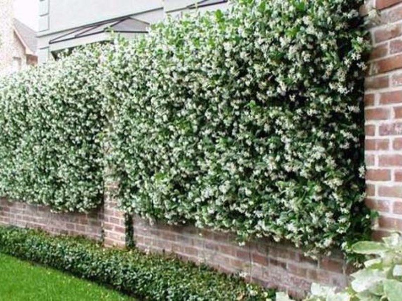 Декорация на ограда с увивни растения
